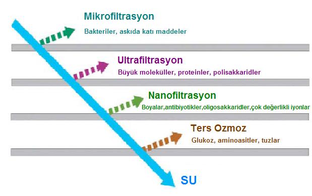 membran prosesleri ile ilgili görsel sonucu