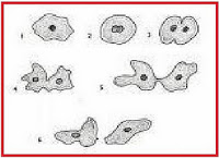 http://2.bp.blogspot.com/-ntuys6x3voy/ttvzdeyj2ji/aaaaaaaabwc/ismib9chrye/s200/amuba reproduksi vegetatif.jpg