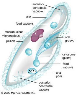 http://4.bp.blogspot.com/-cdylp9ipn74/ttwsyqldvai/aaaaaaaabw8/iksgvuubsgg/s1600/paramecium.jpg