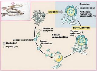 http://1.bp.blogspot.com/-eqysurvlkmk/ttvphadntii/aaaaaaaabwu/vkkzpgepszy/s1600/saproglenia jamur air.jpg