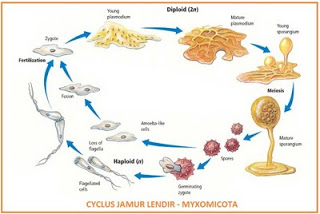 http://1.bp.blogspot.com/-mcgaxvv-a04/ttvlgk-4ksi/aaaaaaaabwm/5qf24jmipoi/s320/jamur lendir myxomicota.jpg