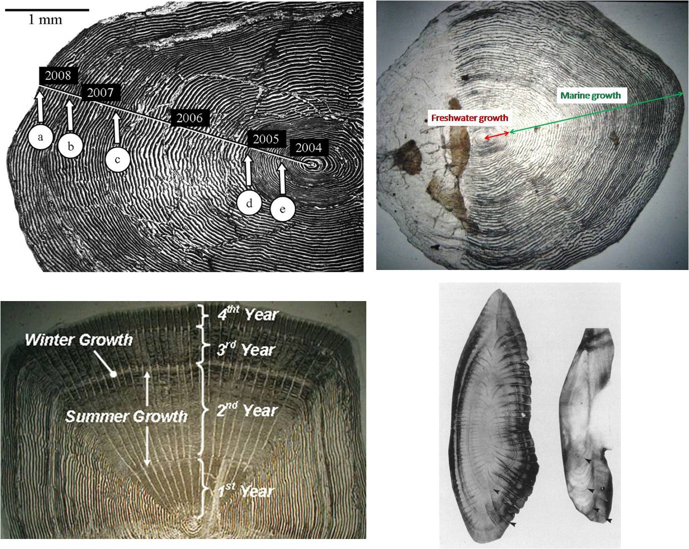 scale-otolith-growth.jpg